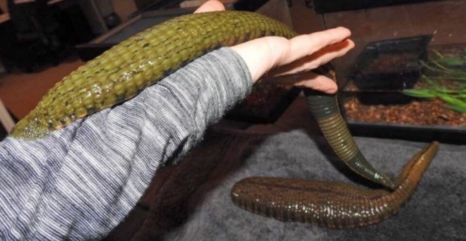 Homem cria sanguessugas e as alimenta com seu próprio sangue