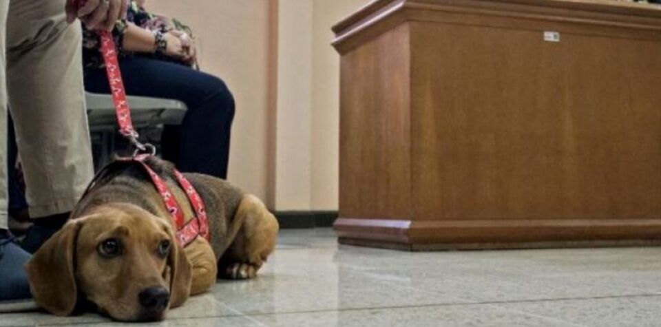 Cachorro comparece a julgamento como vítima de maus-tratos