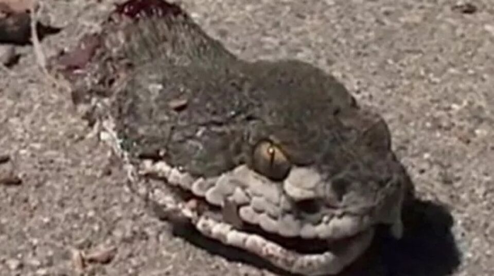 IMAGENS FORTES! Homem destrói cobra com os dentes para se vingar de picada