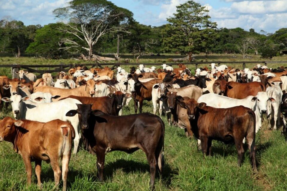 É o foco dos governos de Rondônia, Acre e Amazonas