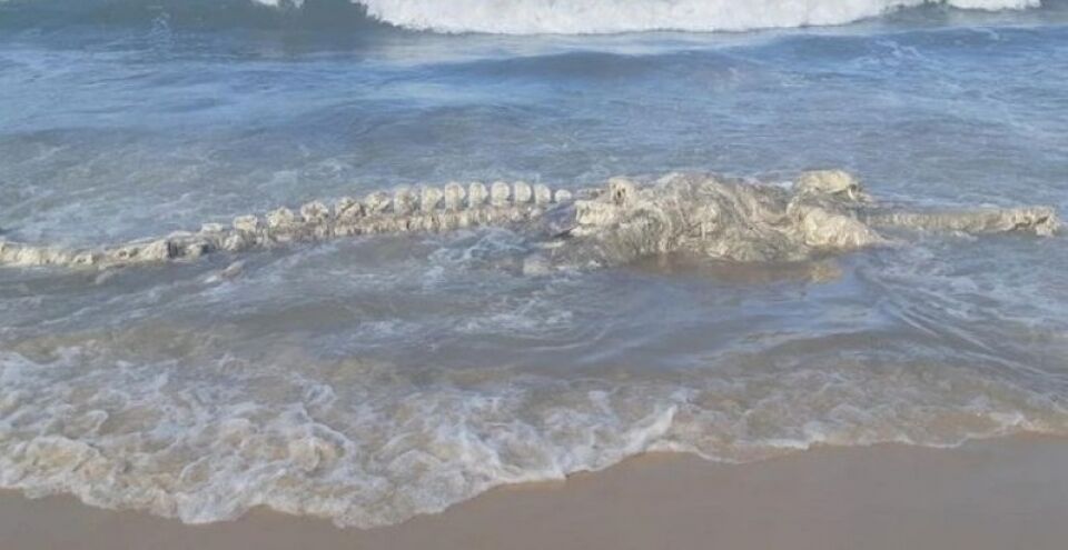 MISTÉRIO: Esqueleto de animal marinho de quase 8 metros é encontrado na praia