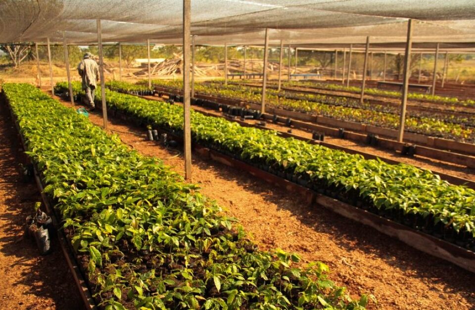 Fazenda Futuro vai doar mudas de cacau para agricultura familiar