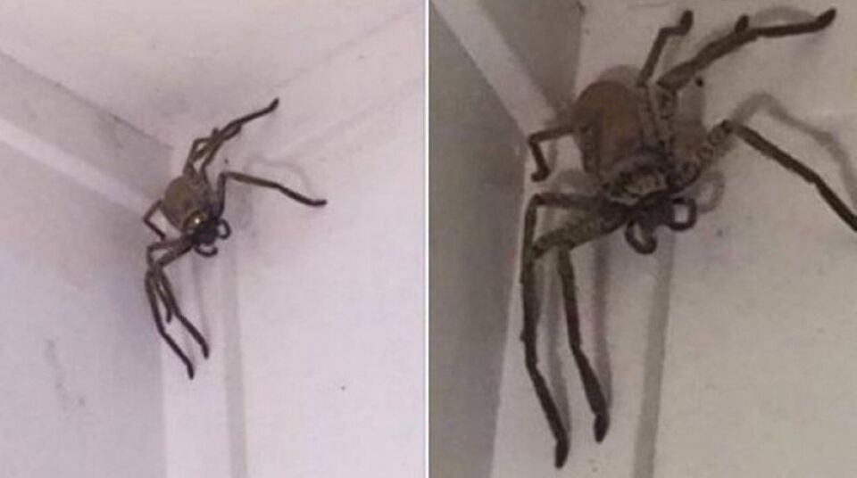 Mulher encontra aranha gigantesca ao chegar em casa e foto viraliza