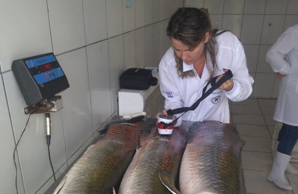 Investimentos de R$ 2,5 milhões em pesquisas ampliam mercado do pirarucu e tambaqui de Rondônia