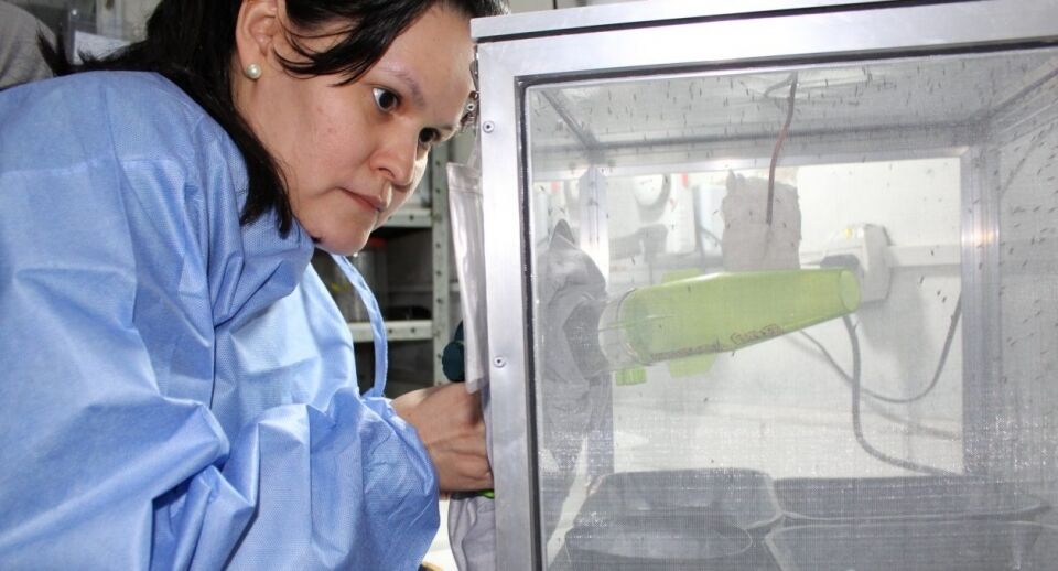 Fiocruz Rondônia cria 1ª colônia de mosquitos da malária para pesquisa