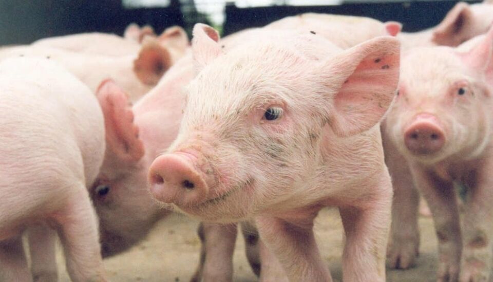 Cerca de 19 mil criadores de suínos, ovinos e caprinos devem atualizar cadastros de rebanhos na Idaron