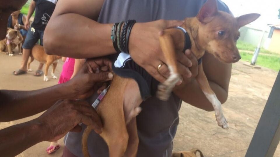 SAÚDE ANIMAL: Devido a cronograma do Ministério da Saúde, vacinação será adiada para 2020