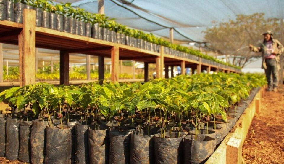 Educação e investimento: fórmula que fez Rondônia ser o terceiro maior produtor de Cacau do Brasil
