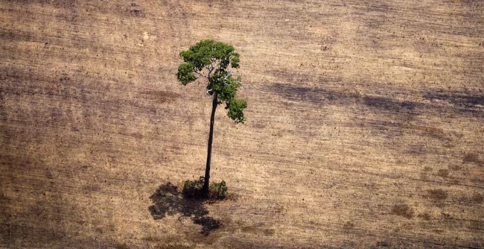 Governadores da Amazônia buscam doadores internacionais para combater desmatamento