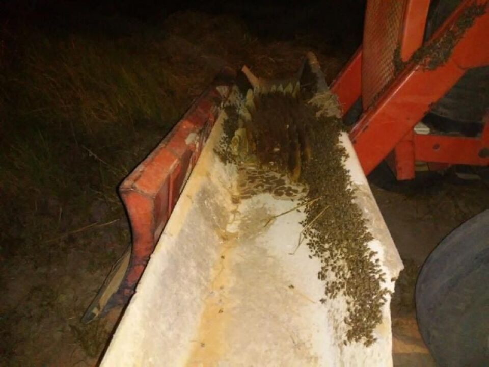 Cachorro e 16 galinhas são mortos durante ataque de abelhas