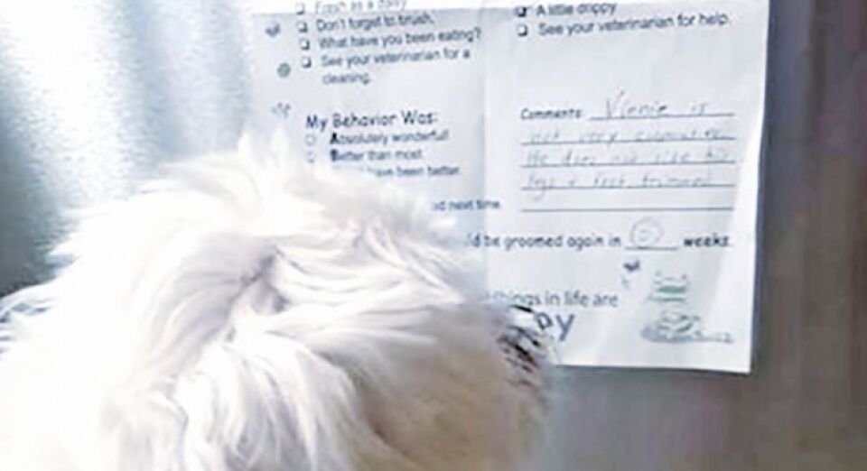 Cão ganha bilhete de advertência do pet shop