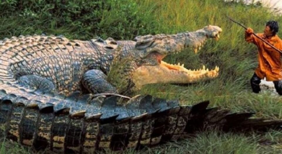 Menino de 10 anos morre após ser devorado por crocodilo na frente dos irmãos