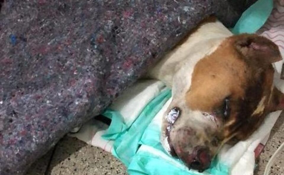 Pitbull queimado no interior de São Paulo morre após parada cardíaca