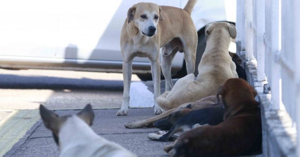 Meta do governo é atingir 80% de animais domésticos