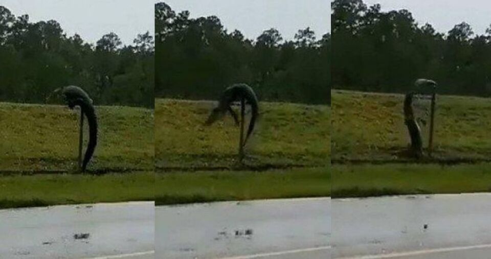 Vídeo: Jacaré é flagrado "escalando" cerca