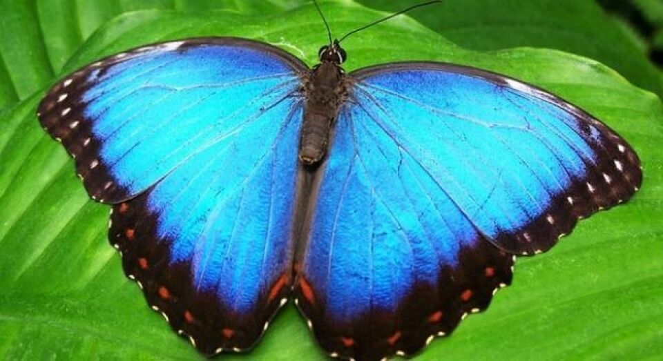 Asas de borboleta podem ser a saída para combater falsificações