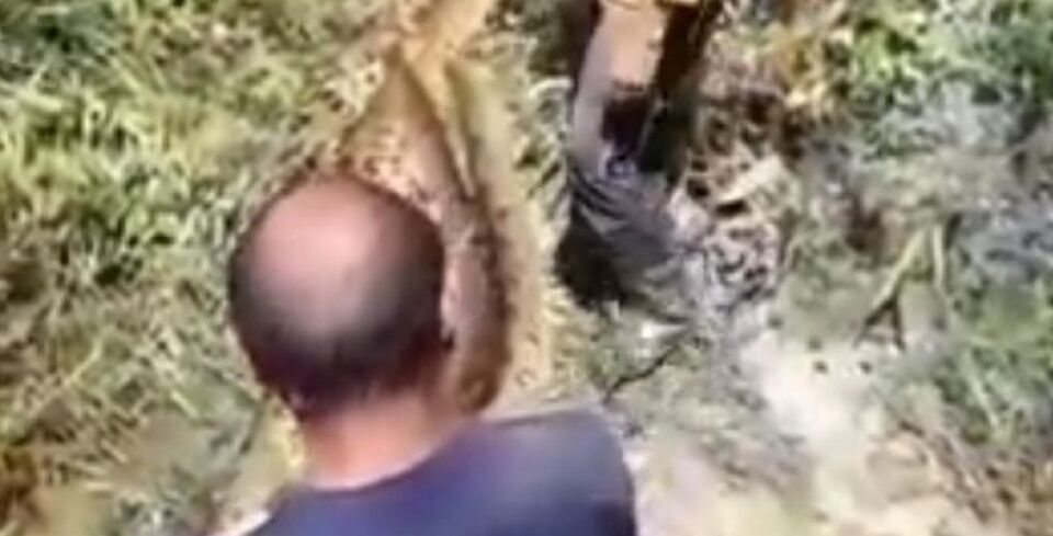 VÍDEO: Três cobras sucuris gigantes atacam sitiante e o pior acontece
