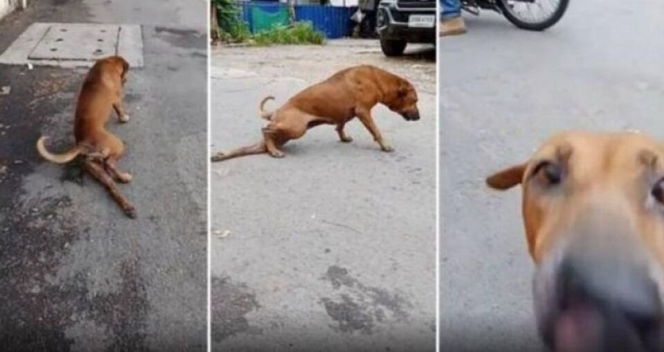 Cão finge ter perna quebrada para ganhar comida e atenção