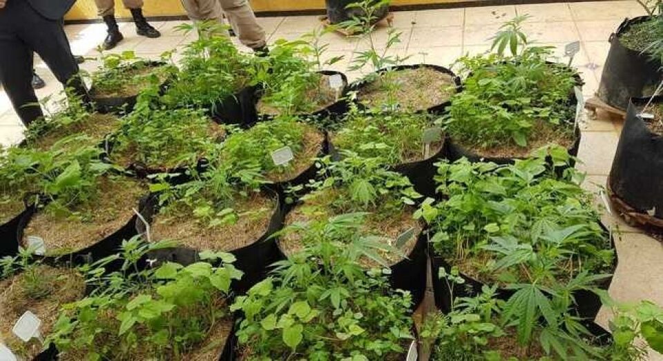 Casa de delegado tinha 35 pés de maconha e 2 litros de óleo de THC