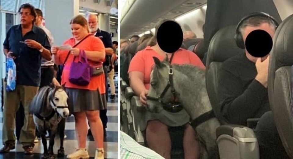 Mulher chama atenção ao levar pônei em viagem de avião nos EUA