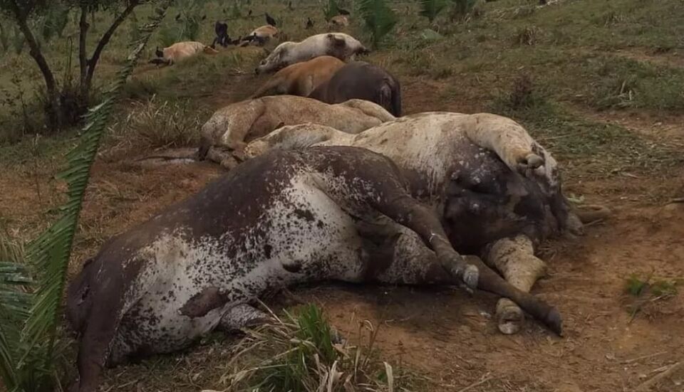 Tempestade de raios mata 10 vacas em sítio de Jaru, RO