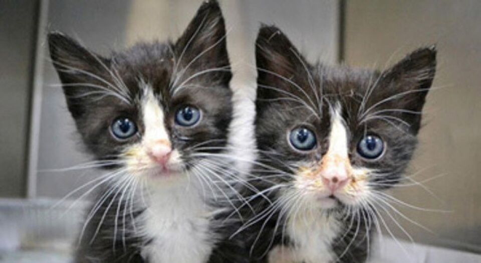 Laboratório realiza primeira clonagem de gato na China