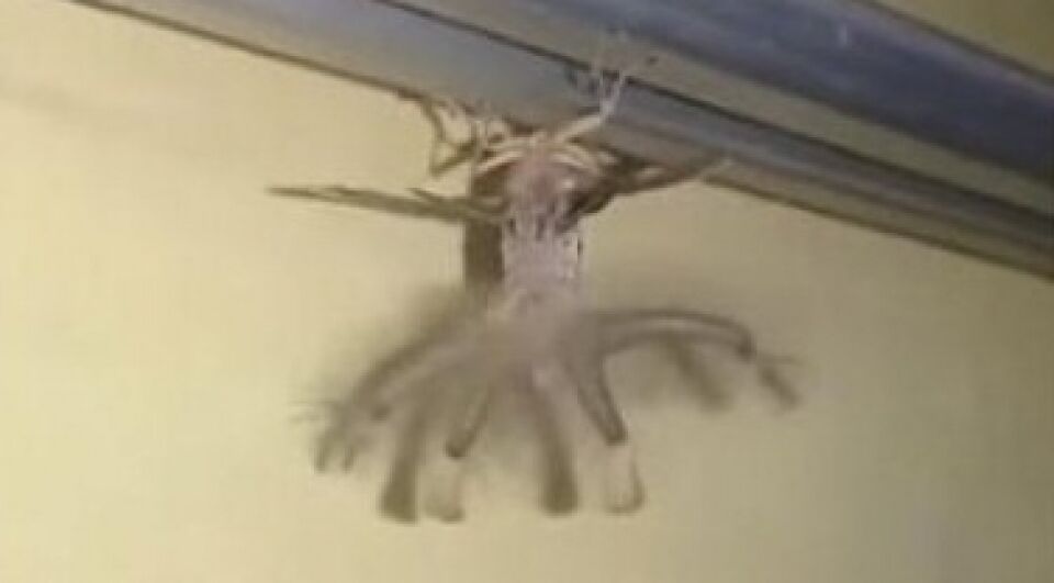 VÍDEO: 'Monstro voador' invade casa e assusta moradores