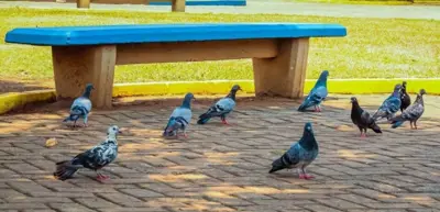 Agevisa orienta sobre os riscos da Doença do Pombo; saiba como evitar e se prevenir