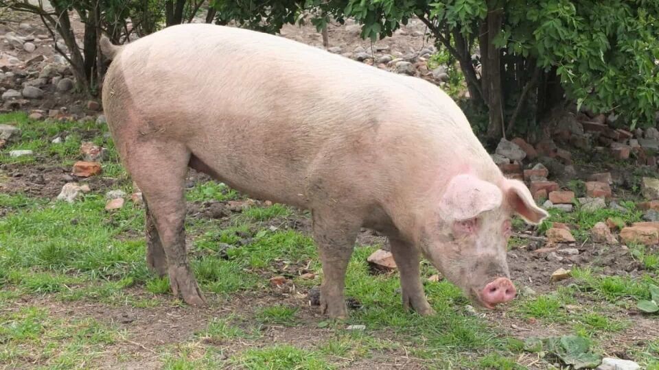 Assaltante mata cúmplice após brigarem durante roubo de porco