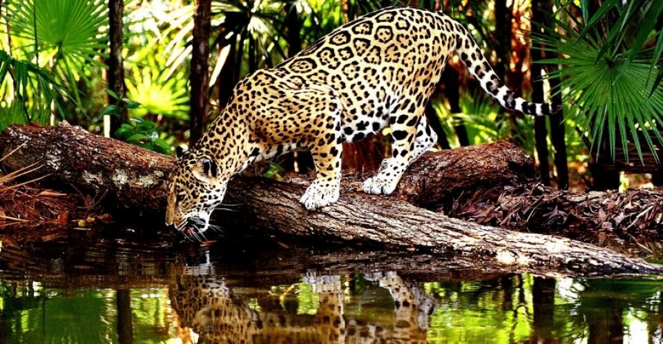 Veja agora e se prepare para defender o que é seu