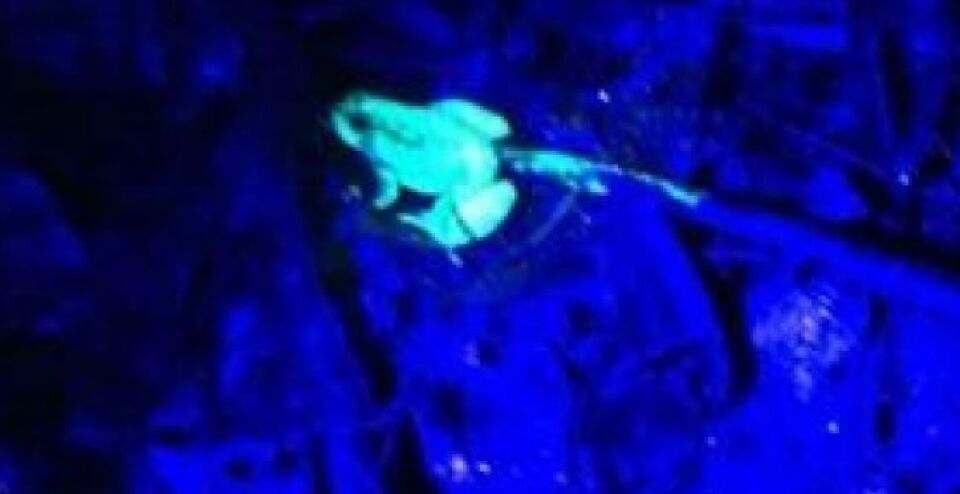 Visita exploratória da Prefeitura com especialistas do RJ encontra sapo “fluorescente” em Vilhena