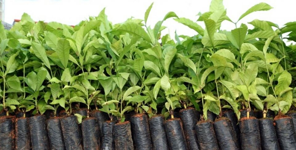 Mais de 4 milhões para o melhoramento genético do café foram aprovados pelo Conselho de Desenvolvimento em Rondônia