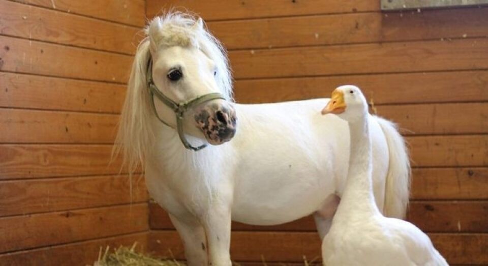 Inseparáveis: minicavalo e ganso são resgatados e adotados juntos