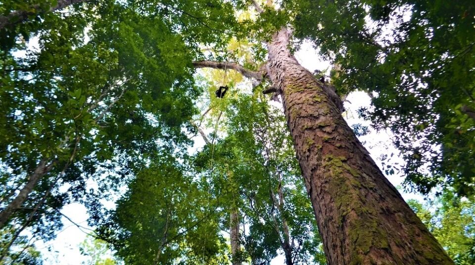 Alienação amazônica