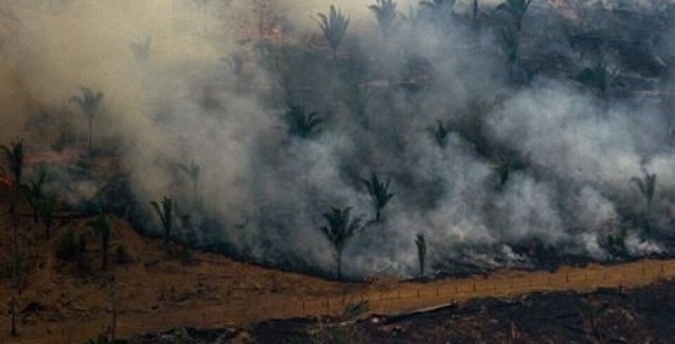 230 fundos que administram R$ 65 trilhões pedem ao Brasil que proteja Amazônia