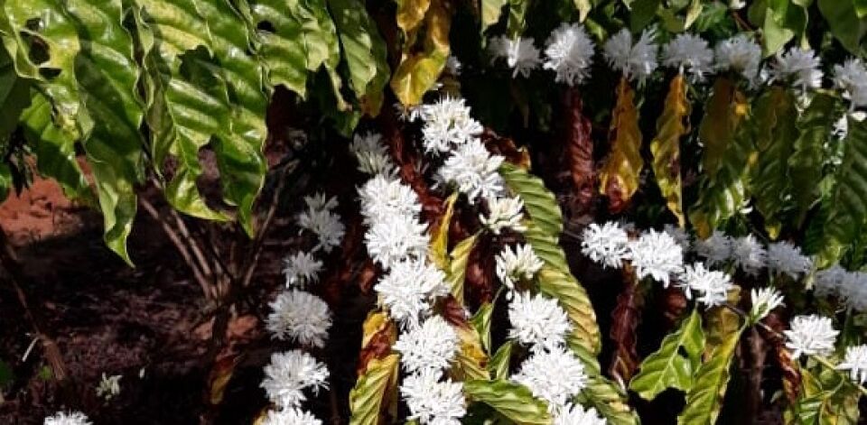 Em Rondônia, florada do café indica que os frutos estão prestes a surgir