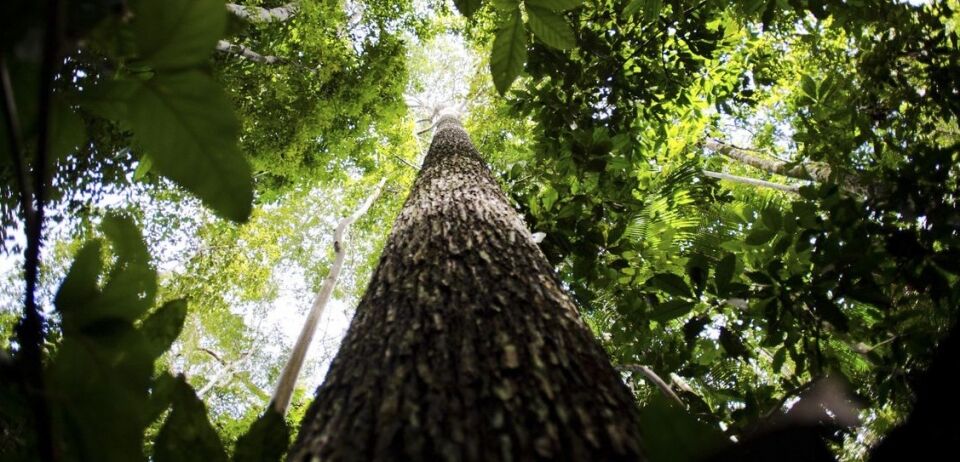 Valor da produção florestal no Brasil atinge R$ 20,6 bilhões