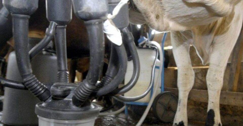 Produção de leite sobe e a de ovos bate recorde, revela pesquisa