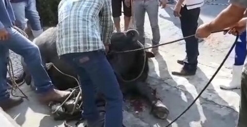 Búfalos fogem de abatedouro e invadem centro de cidade em MG