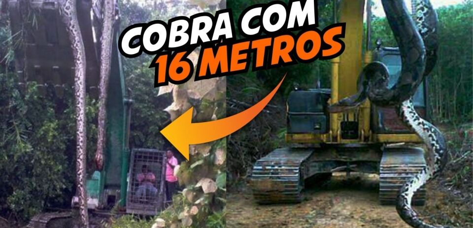 VÍDEO: Cobra com aproximadamente 16 metros é capturada por trabalhadores