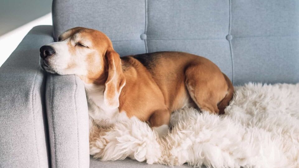 Por que os cachorros dão voltas antes de deitar e dormir