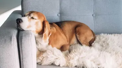 Por que os cachorros dão voltas antes de deitar e dormir