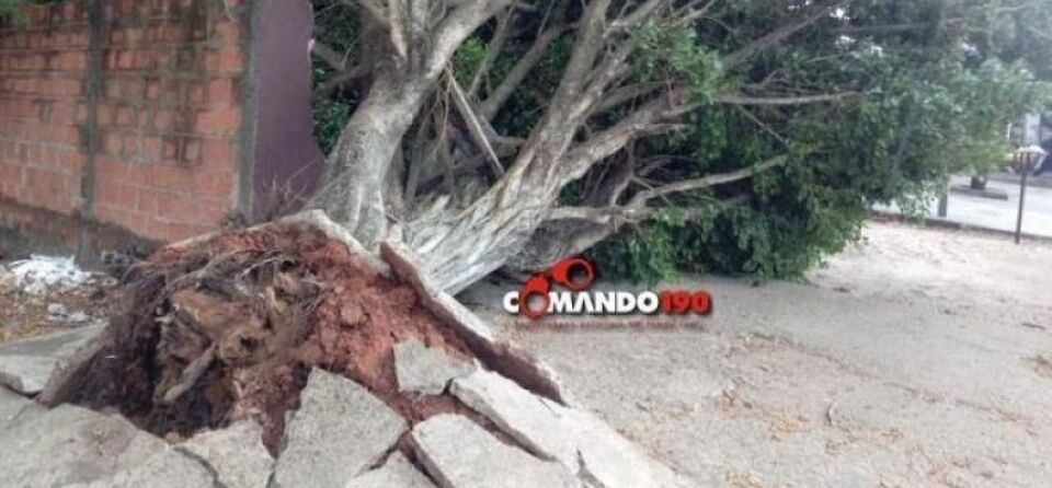 Ventania arrancou árvores e cobriu Ji-Paraná de poeira