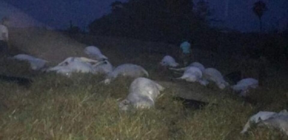 Tempestade com raios mata 15 cabeças de gado, em Rondônia