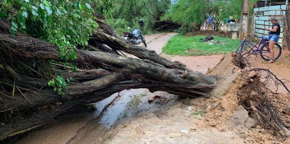 Chuva forte destelha casas e provoca queda de árvores em Porto Velho