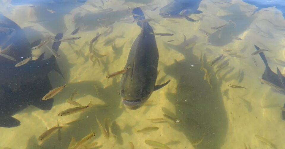 2º Fórum da Piscicultura de RO é realizado na 'Capital do Tambaqui'