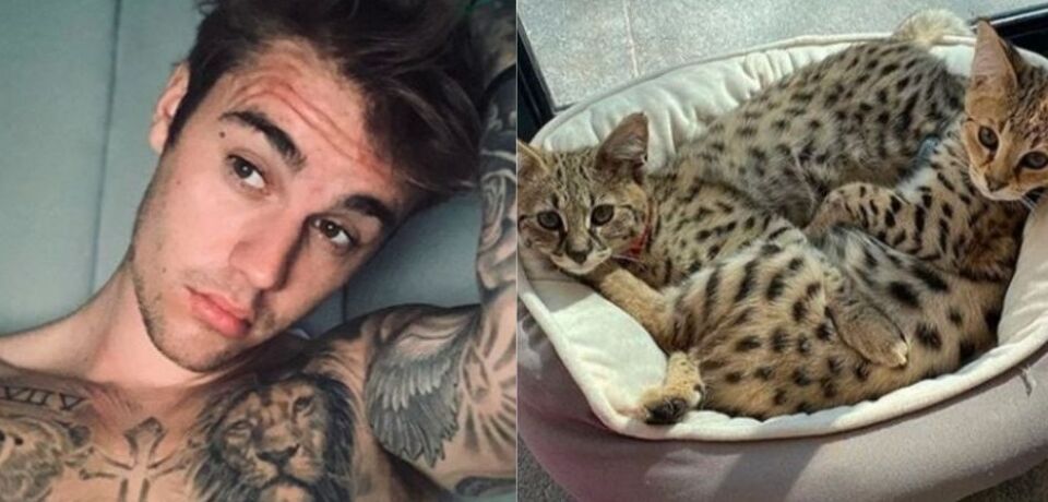 Justin Bieber recebe críticas por comprar gatos de R$ 80 mil