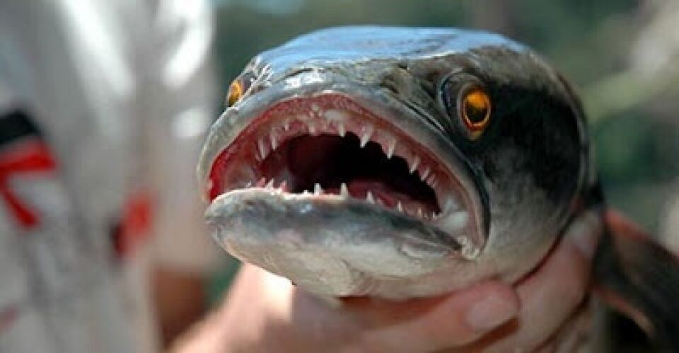 CUIDADO: 'Se encontrar algum, mate e congele': o alerta pelo aparecimento de peixe cabeça-de-cobra, que respira fora d’água