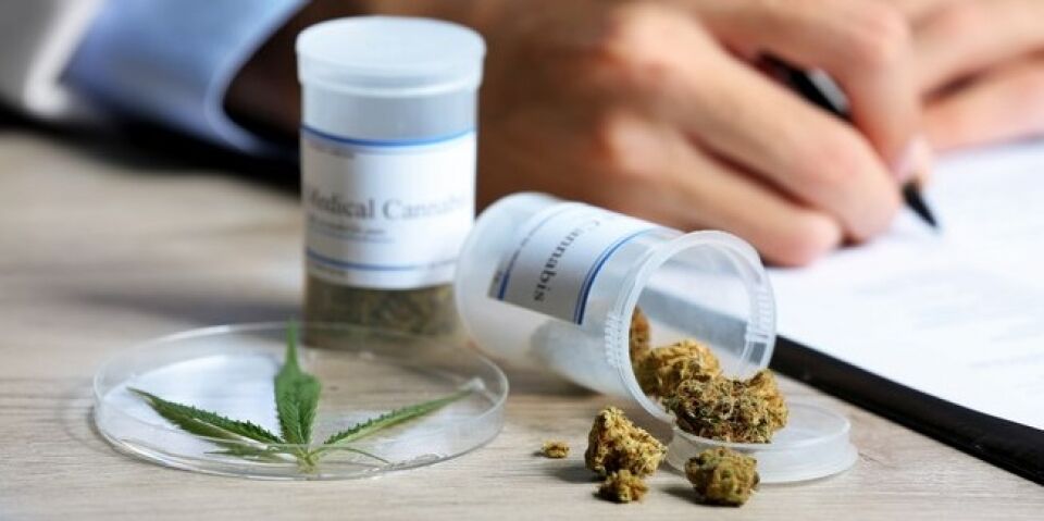 Justiça permite a casal cultivar maconha para tratar saúde do filho