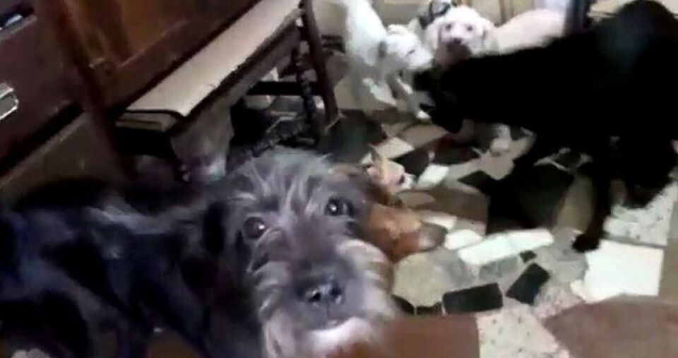 MALDADE: Família é presa acusada de vender linguiça de cachorro